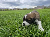 Gray Collar, a male Saint Bernard and Saint Berdoodle for sale in Menifee, CA – 2 of 9