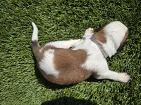 White Collar, a female Saint Bernard and Saint Berdoodle for sale in Menifee, CA – 8 of 8