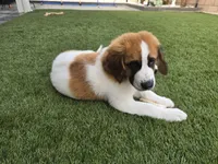 Red Collar, a male Saint Bernard and Saint Berdoodle for sale in Menifee, CA – 4 of 10