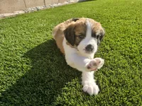 Turquoise, a male Saint Bernard and Saint Berdoodle for sale in Menifee, CA – 2 of 10