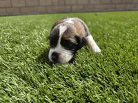 Gray Collar, a male Saint Bernard and Saint Berdoodle for sale in Menifee, CA – 6 of 9