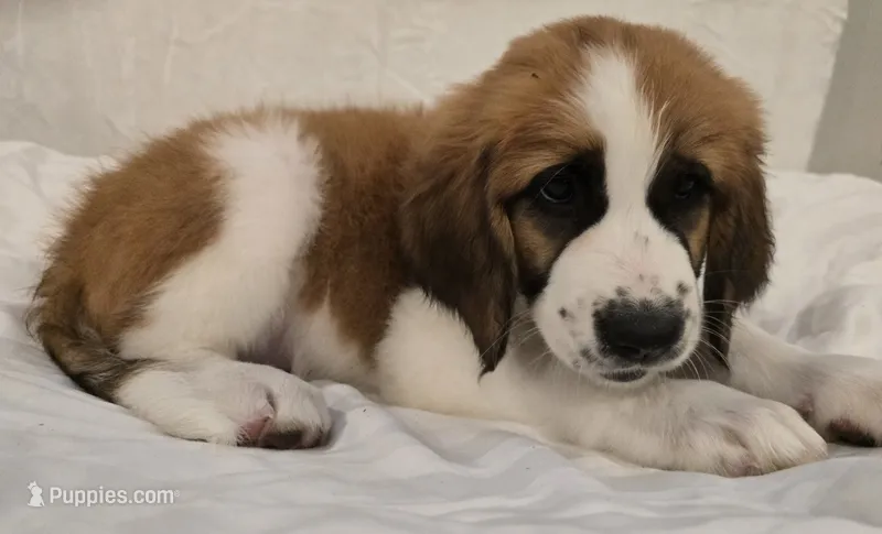 Pink Collar – Saint Bernard, Saint Berdoodle puppy for sale in Menifee, CA