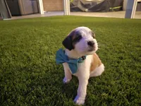 Green Collar, a male Saint Bernard and Saint Berdoodle for sale in Menifee, CA – 8 of 10