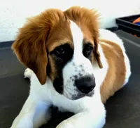 Red Collar, a male Saint Bernard and Saint Berdoodle for sale in Menifee, CA – 5 of 10