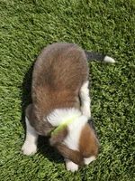 Neon Yellow, a male Saint Bernard and Saint Berdoodle for sale in Menifee, CA – 8 of 8