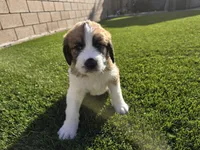 Turquoise, a male Saint Bernard and Saint Berdoodle for sale in Menifee, CA – 3 of 10