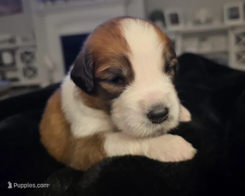 Blue Collar – Saint Bernard, Saint Berdoodle puppy for sale in Menifee, CA