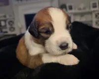 Blue Collar, a female Saint Bernard and Saint Berdoodle for sale in Menifee, CA – Photo 1 of 7