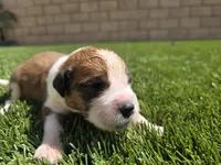Blue Collar, a female Saint Bernard and Saint Berdoodle for sale in Menifee, CA – Photo 6 of 7