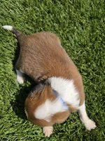 Blue Collar, a female Saint Bernard and Saint Berdoodle for sale in Menifee, CA – Photo 7 of 7