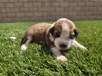 Blue Collar, a female Saint Bernard and Saint Berdoodle for sale in Menifee, CA – Photo 5 of 7
