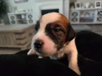 Blue Collar, a female Saint Bernard and Saint Berdoodle for sale in Menifee, CA – Photo 2 of 7