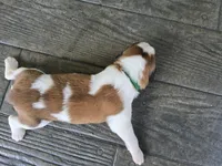 Green Collar, a male Saint Bernard and Saint Berdoodle for sale in Menifee, CA – 8 of 8