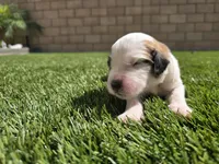 White Collar, a female Saint Bernard and Saint Berdoodle for sale in Menifee, CA – 6 of 8