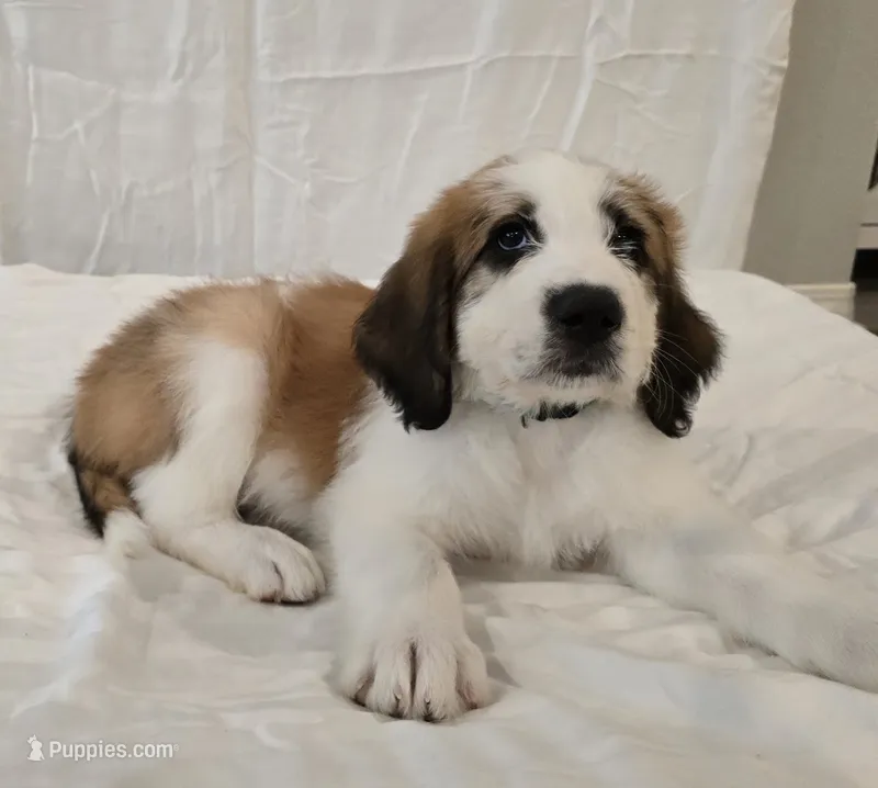 Turquoise – Saint Bernard, Saint Berdoodle puppy for sale in Menifee, CA