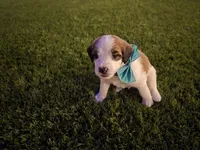 Green Collar, a male Saint Bernard and Saint Berdoodle for sale in Menifee, CA – 9 of 10