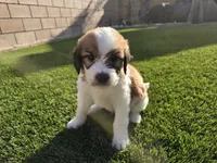Black Collar, a male Saint Bernard and Saint Berdoodle for sale in Menifee, CA – 2 of 10