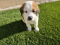 Yellow Collar, a female Saint Bernard and Saint Berdoodle for sale in Menifee, CA – 3 of 10