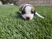 Green Collar, a male Saint Bernard and Saint Berdoodle for sale in Menifee, CA – 3 of 8