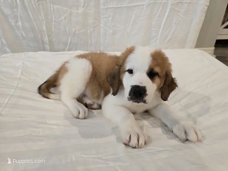 Yellow Collar – Saint Bernard, Saint Berdoodle puppy for sale in Menifee, CA