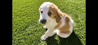 Yellow Collar, a female Saint Bernard and Saint Berdoodle for sale in Menifee, CA – 2 of 10
