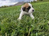 Pink Collar, a female Saint Bernard and Saint Berdoodle for sale in Menifee, CA – 2 of 7