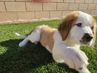 Yellow Collar, a female Saint Bernard and Saint Berdoodle for sale in Menifee, CA – 4 of 10