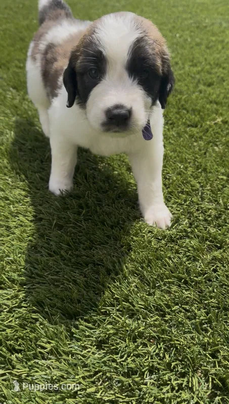 Purple Collar – Saint Bernard, Saint Berdoodle puppy for sale in Menifee, CA