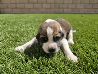 Neon Yellow, a male Saint Bernard and Saint Berdoodle for sale in Menifee, CA – 5 of 8