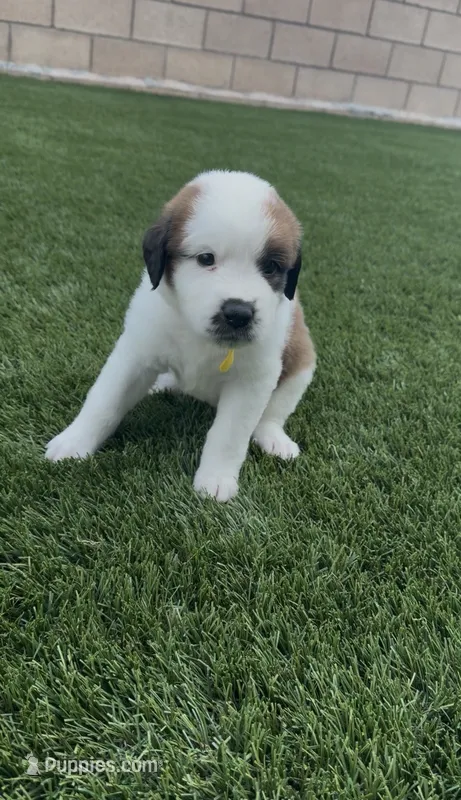 Yellow Collar – Saint Bernard, Saint Berdoodle puppy for sale in Menifee, CA