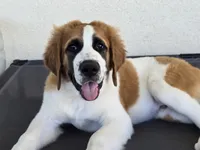 Red Collar, a male Saint Bernard and Saint Berdoodle for sale in Menifee, CA – 2 of 10