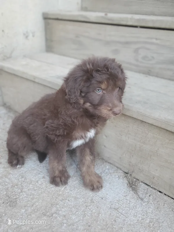 Jack – Border Collie, Poodle - Standard  puppy for sale in Ava, MO