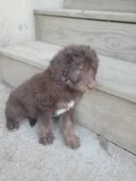 Jack, a male Border Collie and Poodle - Standard  for sale in Ava, MO – 1 of 2
