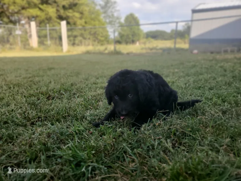 Ben – Border Collie, Poodle - Standard  puppy for sale in Ava, MO