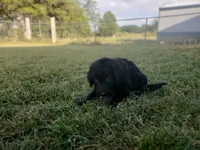 Ben, a male Border Collie and Poodle - Standard  for sale in Ava, MO – 1 of 2