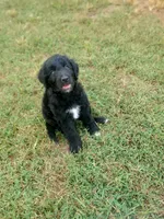 Ben, a male Border Collie and Poodle - Standard  for sale in Ava, MO – 2 of 2