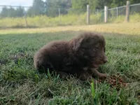 Jack, a male Border Collie and Poodle - Standard  for sale in Ava, MO – 2 of 2
