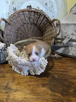 Maya, a female Pomeranian for sale in Britt, IA – 2 of 8