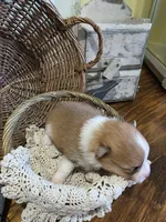 Maya, a female Pomeranian for sale in Britt, IA – 3 of 8