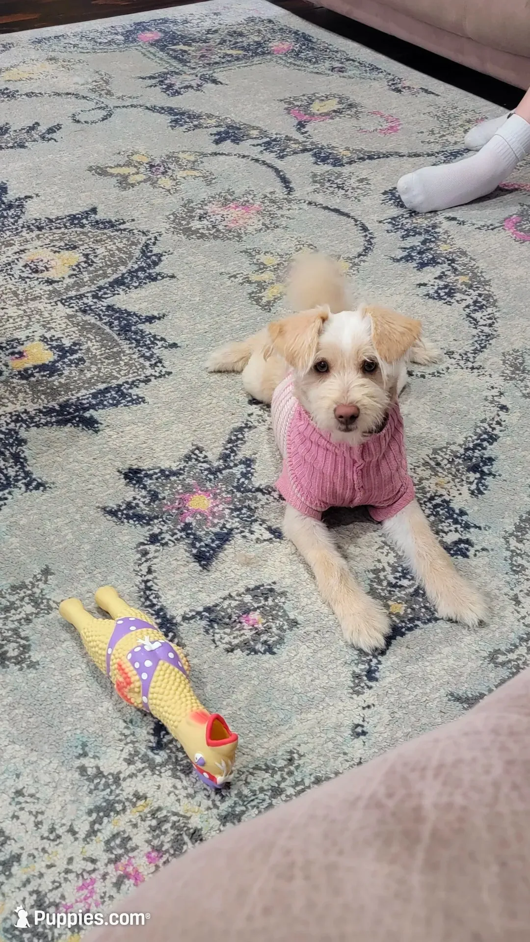 Benny, a male Pomapoo and Miniature Dachshund for sale in Britt, IA – 8 of 8