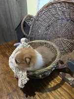 Maya, a female Pomeranian for sale in Britt, IA – 4 of 8
