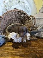 Max, a male Pomapoo and Miniature Dachshund for sale in Britt, IA – 3 of 8