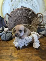 Benny, a male Pomapoo and Miniature Dachshund for sale in Britt, IA – 3 of 8