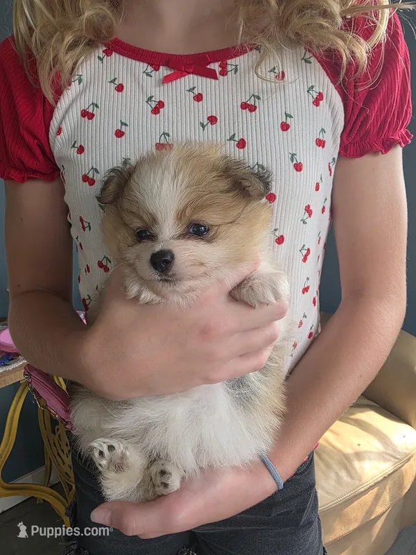 Nova  – Pomeranian puppy for sale in Britt, IA