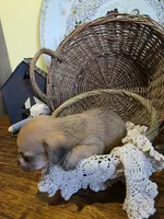 Benny, a male Pomapoo and Miniature Dachshund for sale in Britt, IA – 6 of 8