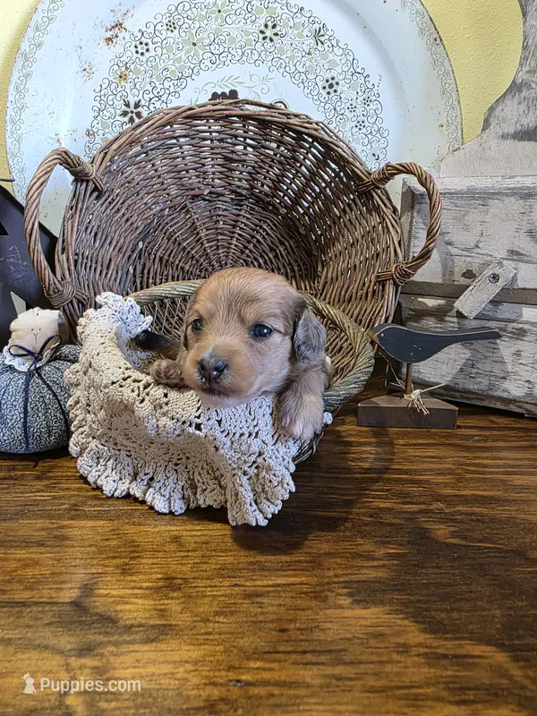 Penny – Pomapoo, Miniature Dachshund puppy for sale in Britt, IA