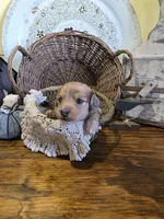 Penny, a female Pomapoo and Miniature Dachshund for sale in Britt, IA – 1 of 6