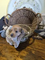 Penny, a female Pomapoo and Miniature Dachshund for sale in Britt, IA – 3 of 6