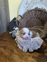Evie, a female Pomeranian for sale in Britt, IA – 1 of 7