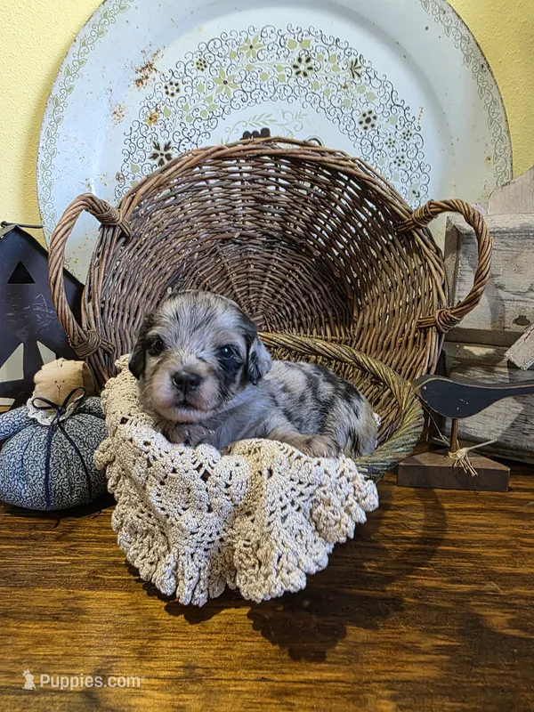 Ruby – Pomapoo, Miniature Dachshund puppy for sale in Britt, IA